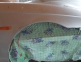 Aripa Alfa Romeo 156