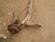 Punte spate Ford Escort