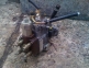 Pompa injectie Opel Astra
