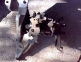 Pompa injectie Dacia Solenza