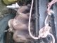 Motor complet Ford Escort